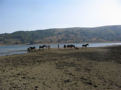 trekking con i muli-250.jpg